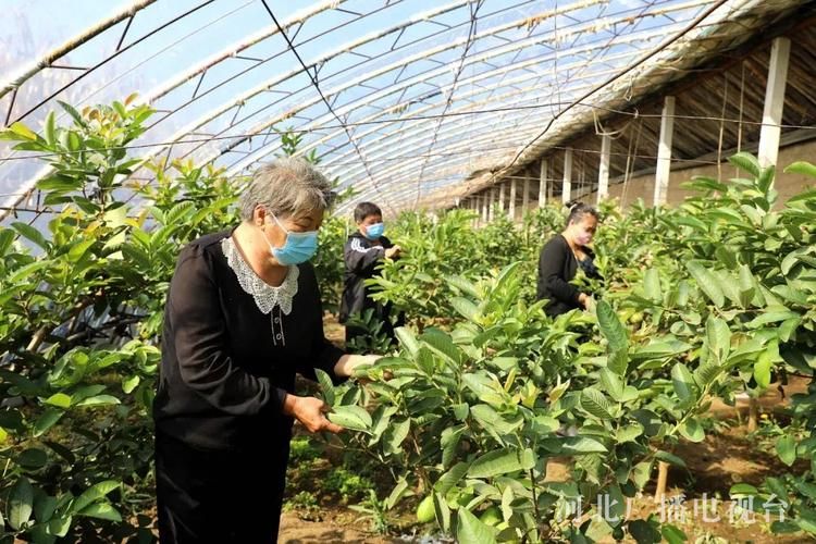  专家:河北省承德市平泉市每年或现多个感染高峰:承德平泉市疫情