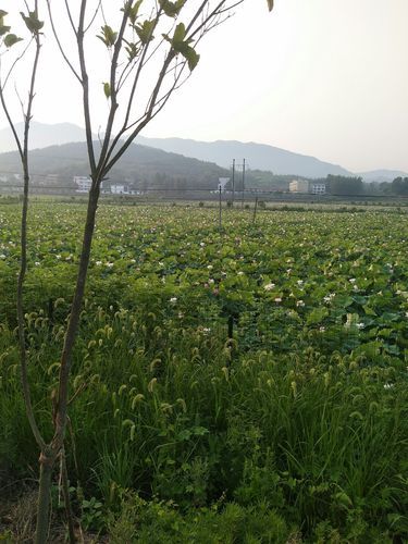 湖北省黄冈市英山县最新轨迹公布：寻找同轨迹人员_湖北英山县疫情速报